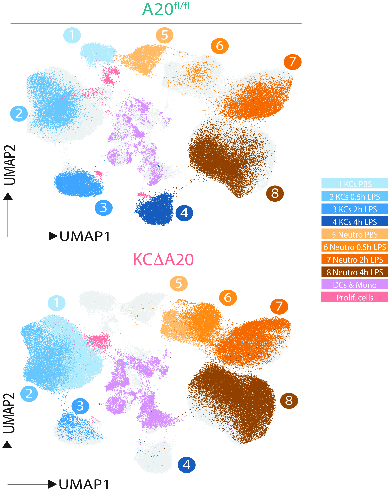 umap A20 myeloid